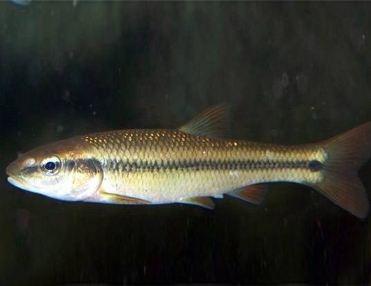 LAKE CHUB LIFE EXPECTANCY