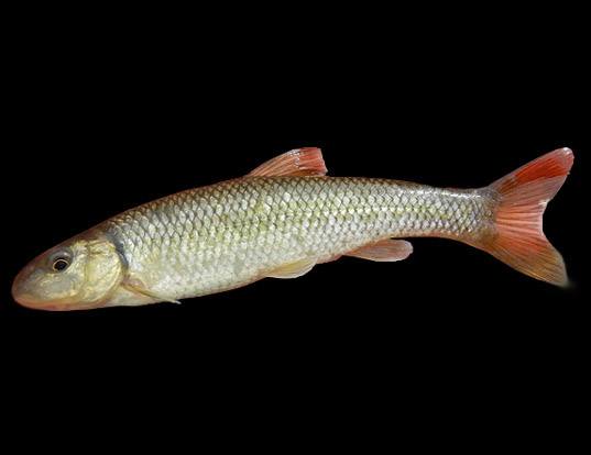 Lake Chub