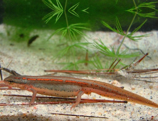 Picture of a striped newt (Notophthalmus perstriatus)