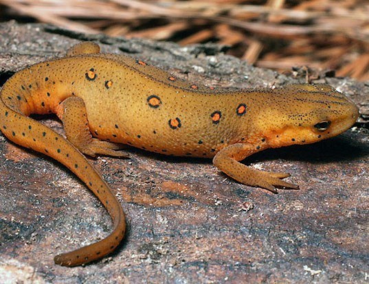 Picture of a eastern newt (Notophthalmus viridescens)