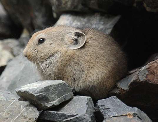 MONGOLIAN PIKA LIFE EXPECTANCY