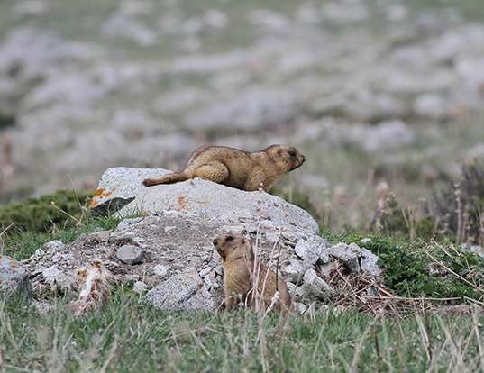 STEPPE PIKA LIFE EXPECTANCY