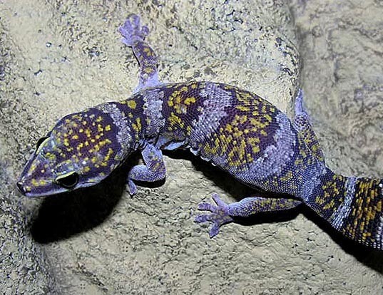 Picture of a marbled velvet gecko (Oedura marmorata)