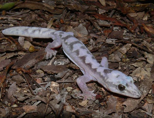 Picture of a robust velvet gecko (Oedura robusta)