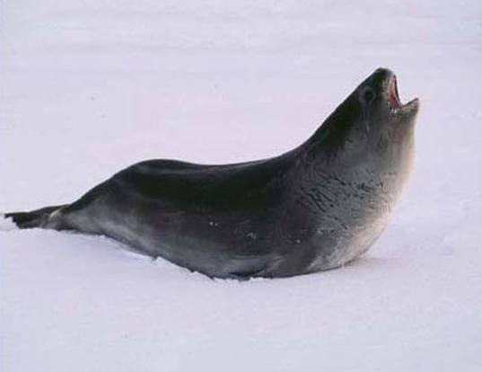 Picture of a ross seal (Ommatophoca rossii)