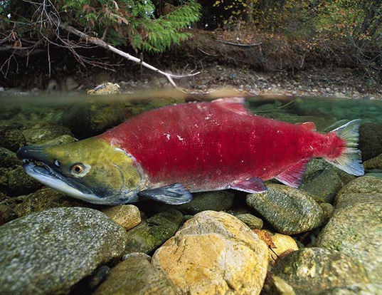 sockeye salmon life expectancy
