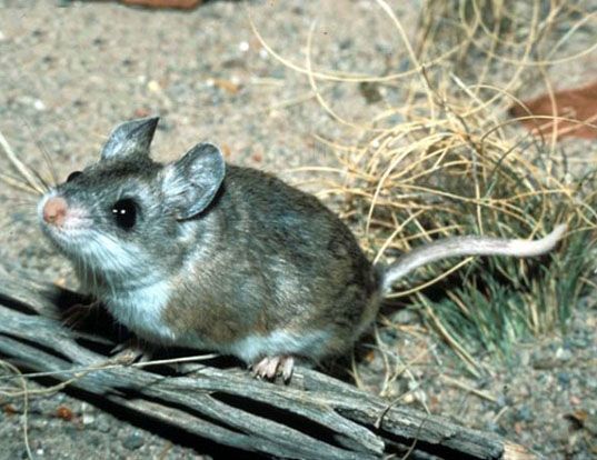 Lifespan of field mice