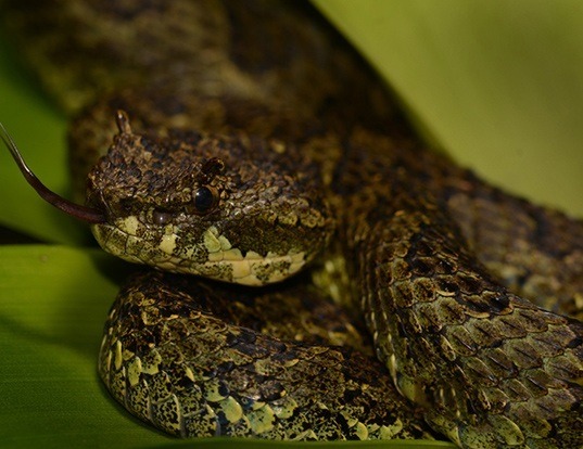 Picture of a mexican horned pit viper (Ophryacus undulatus)