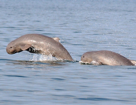 Picture of a irrawaddy dolphin (Orcaella brevirostris)