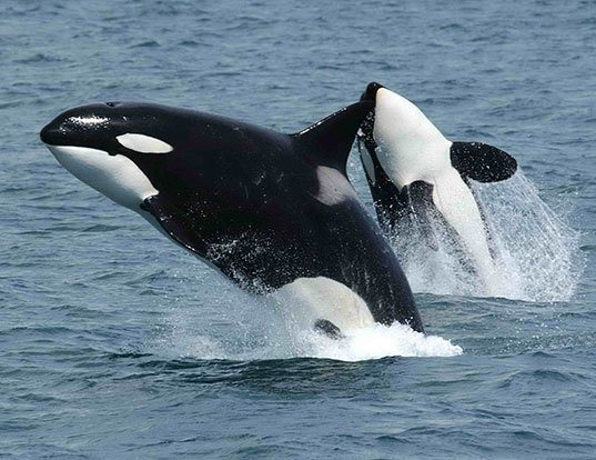 Picture of a killer whale (Orcinus orca)