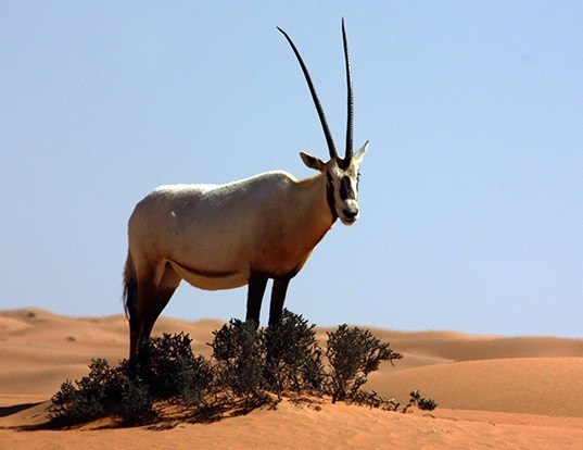 Picture of a arabian oryx (Oryx leucoryx)