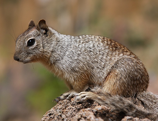 Picture of a rock squirrel (Otospermophilus variegatus)