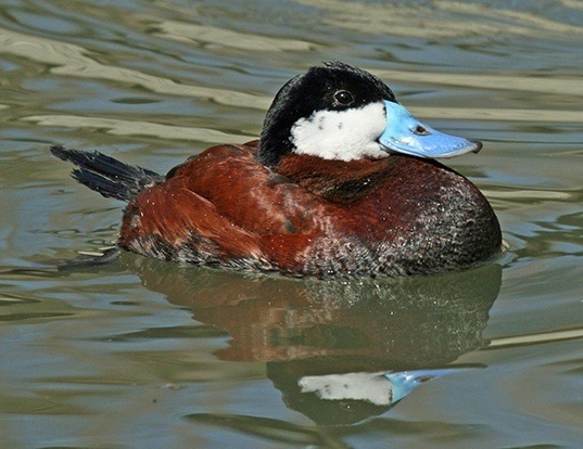 Picture of a ruddy duck (Oxyura jamaicensis)