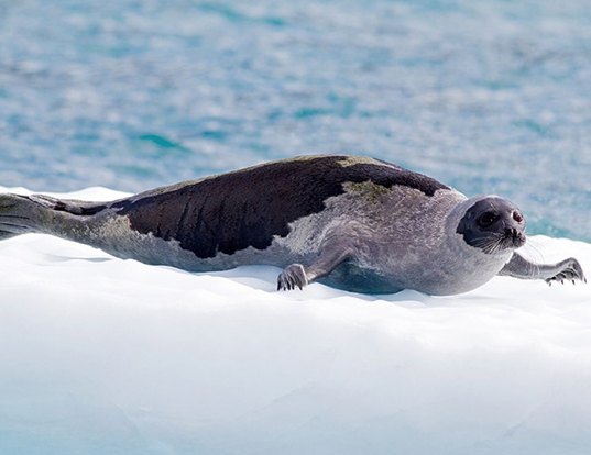 Picture of a harp seal (Pagophilus groenlandicus)