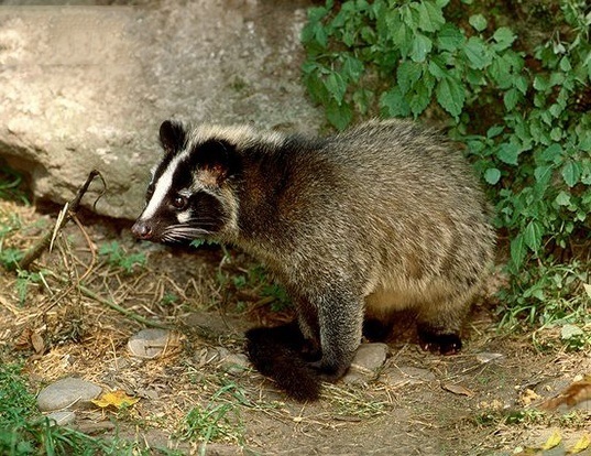 MASKED PALM CIVET LIFE EXPECTANCY