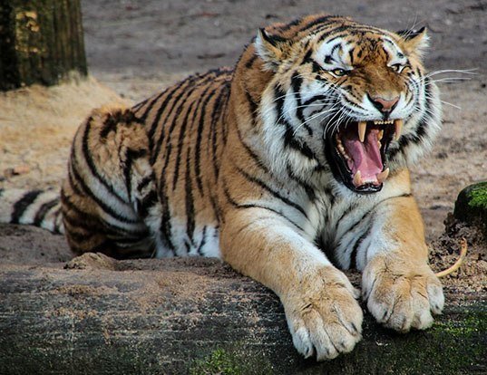 Picture of a tiger (Panthera tigris)