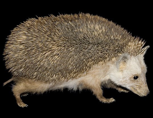 Picture of a brandt's hedgehog (Paraechinus hypomelas)