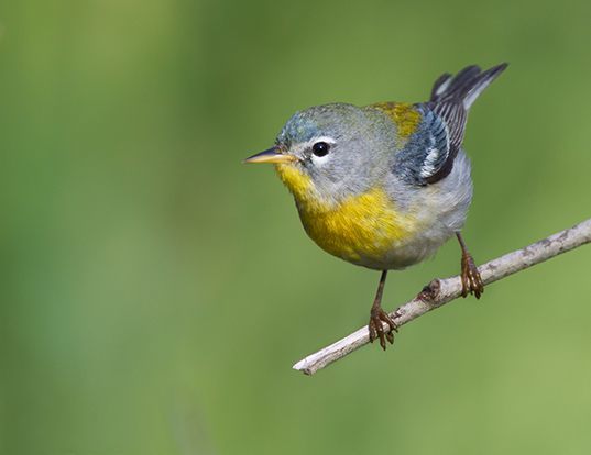 Picture of a northern parula (Parula americana)