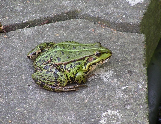 Picture of a edible frog (Pelophylax esculentus)