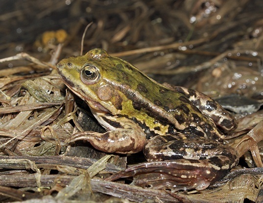 Picture of a pool frog (Pelophylax lessonae)