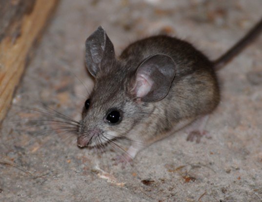 silly pocket mouse silly pocket mouse