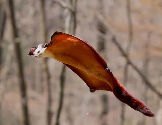 Picture of a red and white giant flying squirrel (Petaurista alborufus)