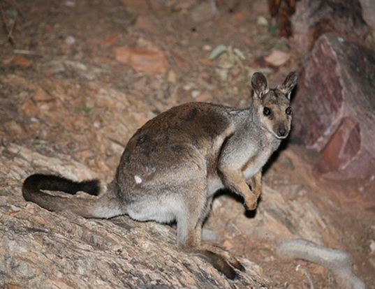 Picture of a black-footed rock wallaby (Petrogale lateralis)