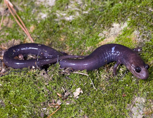 Picture of a red hills salamander (Phaeognathus hubrichti)
