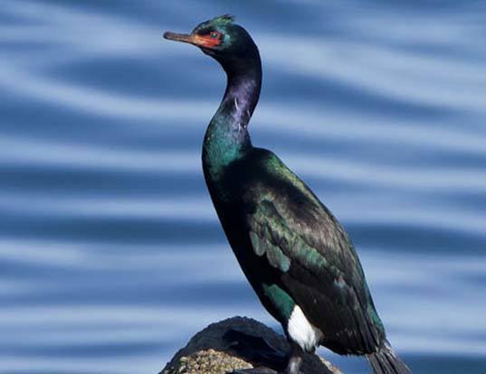 Pelagic Cormorant
