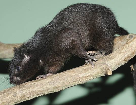 CHITAL LIFE EXPECTANCY