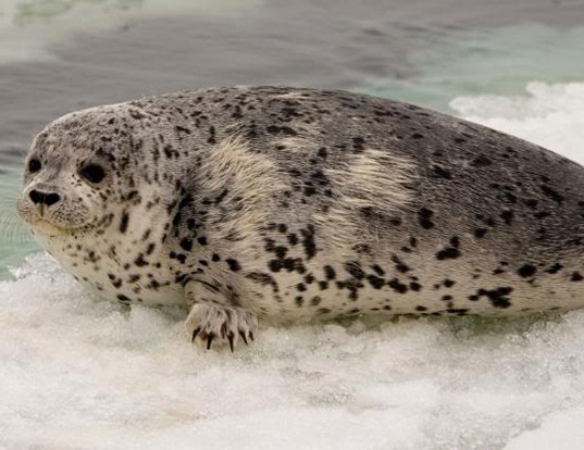Picture of a spotted seal (Phoca largha)
