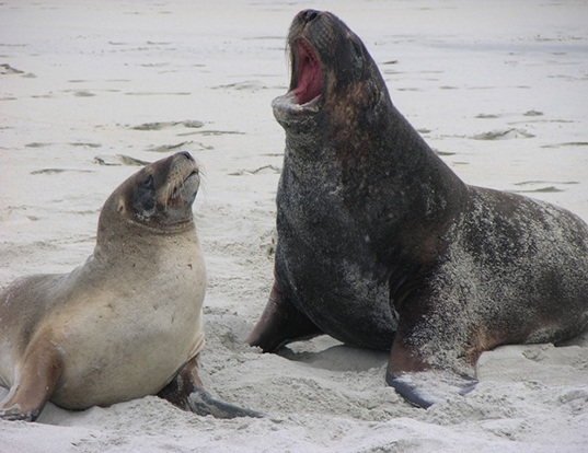 Picture of a new zealand sea lion (Phocarctos hookeri)