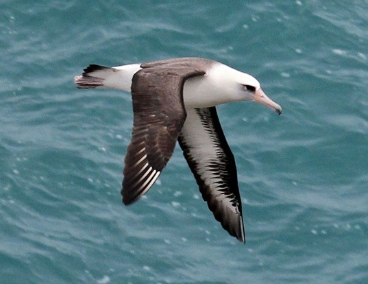 Picture of a laysan albatross (Phoebastria immutabilis)