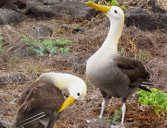 albatross ordinary world albatross ordinary world