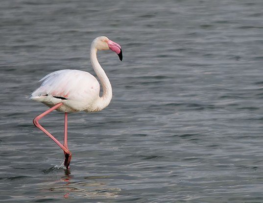 Picture of a greater flamingo (Phoenicopterus roseus)