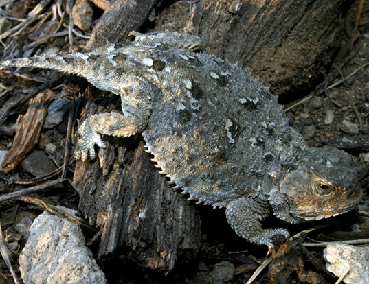 Picture of a short-horned lizard (Phrynosoma douglasii)
