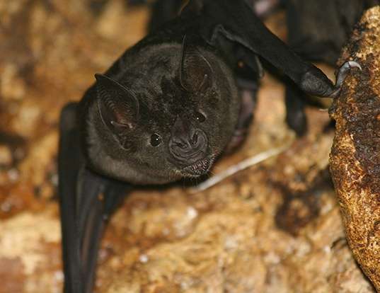 WHITELINED BROADNOSED BAT LIFE EXPECTANCY