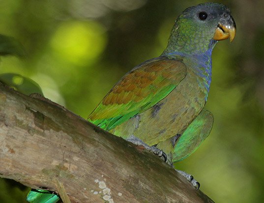 Picture of a scaly-headed parrot (Pionus maximiliani)