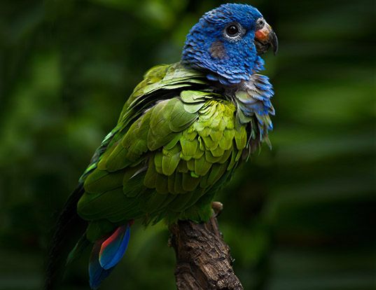 Picture of a blue-headed parrot (Pionus menstruus)
