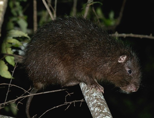 HISPANIOLAN HUTIA LIFE EXPECTANCY