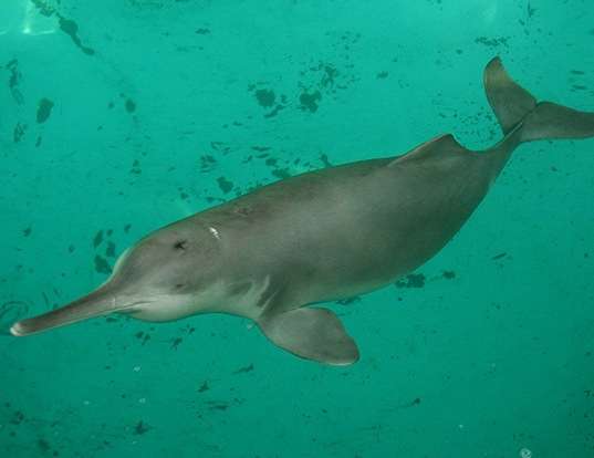 Ganges River Dolphin Life Expectancy