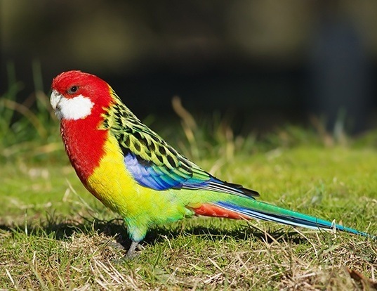 Image result for rosella