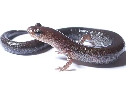 EASTERN LONG-TOED SALAMANDER LIFE EXPECTANCY