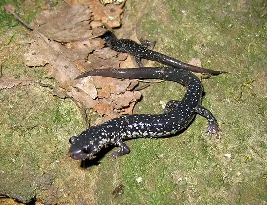 EASTERN LONG-TOED SALAMANDER LIFE EXPECTANCY