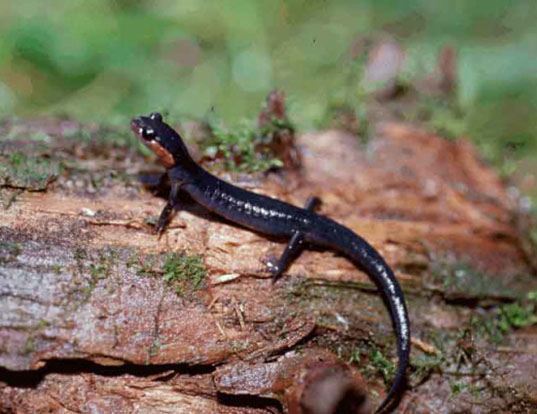 Picture of a red-cheeked salamander (Plethodon jordani)