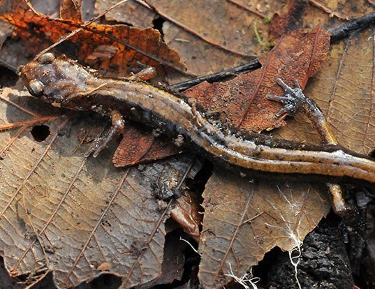 Picture of a western red-backed salamander (Plethodon vehiculum)