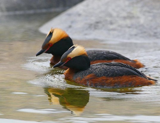 Picture of a horned grebe (Podiceps auritus)