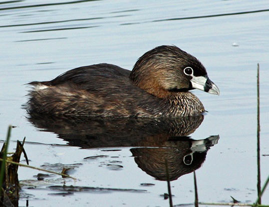 Picture of a pied-billed grebe (Podilymbus podiceps)