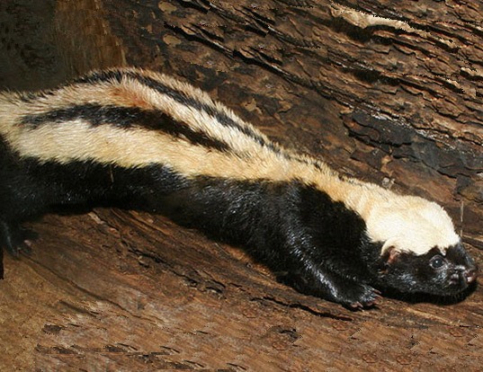 Picture of a african striped weasel (Poecilogale albinucha)