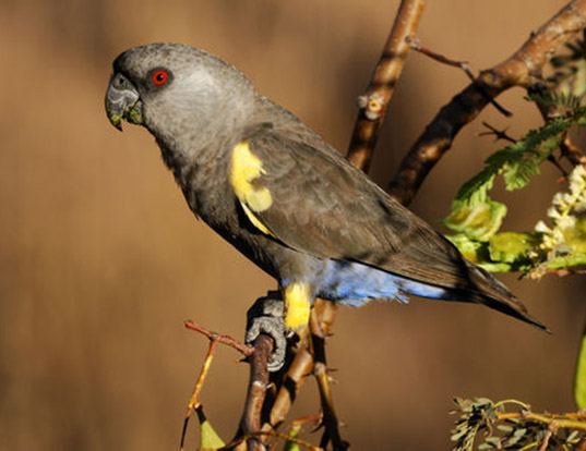 Picture of a ruppell's parrot (Poicephalus rueppellii)